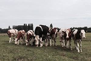 groep koeien